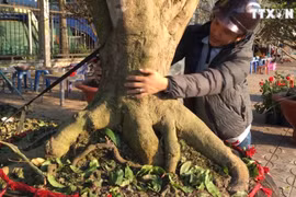 芹苴市出现报价30亿越盾的梅花盆景 