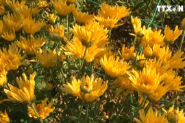 广平省花农精心培育迎春花卉