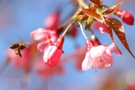 组图：野樱花竞相绽放 为木江界山林渲染春天色彩