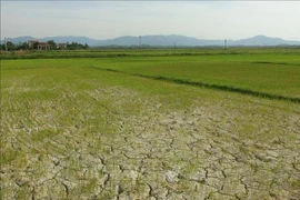 越南北部山区约1100公顷农作物面临干旱风险