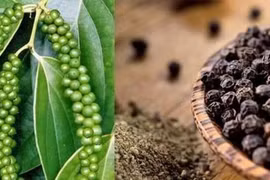 政府总理指示为向阿联酋市场出口胡椒的企业提供支持