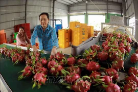 越南签发近7000新鲜出口水果种植区代码