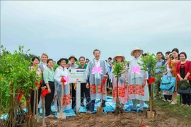 芹苴市种植1000棵海桑树 防止河岸侵蚀和坍塌