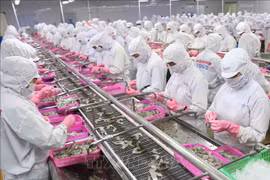 第三季度越南的水产品出口形势难以复苏