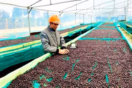 越南商品对以色列出口前景广阔