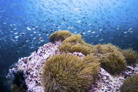 印尼蓝海经济潜力巨大