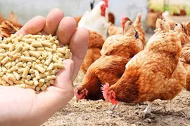 越南饲料及其原料加入数十亿美元出口俱乐部 