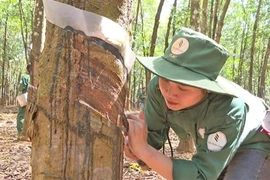 越南与老挝合作提高橡胶质量