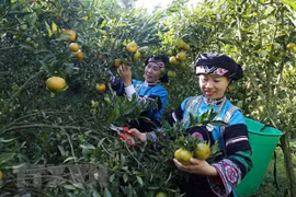 传播越南人口极少民族传统文化特色