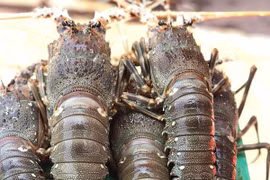 庆和省每天出口数百吨龙虾 