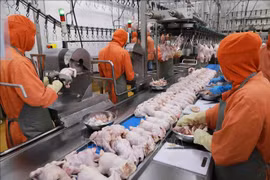 越南着力扩大食品工业市场