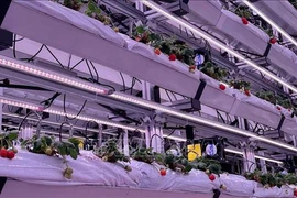 马来西亚和泰国应用新加坡技术种植高产草莓