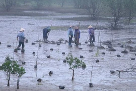 红河平原地区红树林恢复和可持续管理项目启动