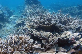 越南为发展中国家保护海洋生物多样性的共同利益提出许多意见
