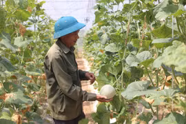 高科技蔬菜种植模式 促蔬菜增效助农民增收