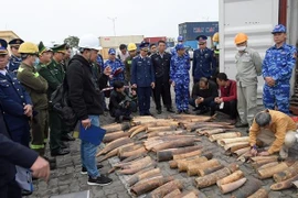 海防市查获近半吨走私象牙