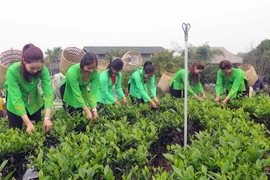 越南太原省“春茶香色–新疆特色茶区”节有助于推介当地茶叶产品