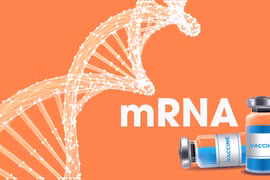 联合国开发计划署：越南迎来获得用于疫苗生产的新 mRNA 技术的机会