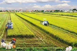 九龙江三角洲为企业对农业和农村进行投资“铺开红地毯”