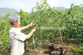 山罗省积极帮助居民提高山楂种植经济效益