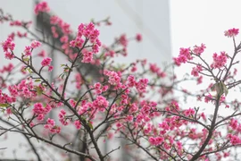 越日建交50周年：河内市接受由日本赠送的110棵樱花树