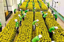 充分利用中国重新开放的机会 大力促进越南对中国的出口