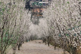 北河高原花季正值 纯白李花开满枝头