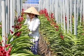 越南胡志明市：提高花卉和观赏植物生产能力 逐步推动出口活动