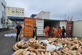 越南海防海关破获一起特大象牙走私案 查获象牙合计7吨