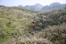 木州高原：春风十里不如“李” 洁白无瑕令人迷