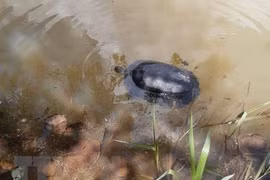 平福省将10只野生动物放归大自然