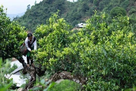 越南安沛省文振县江泉乡：打造饮茶文化 促进旅游业发展