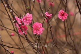 旅居白俄罗斯和保加利亚的越南人社群举行喜迎新春活动