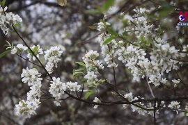 山罗省山楂花竞相绽放 不少游客慕名前来踏青赏春