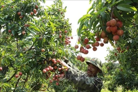 数百个中国商人月底将赴北江考察和收购荔枝