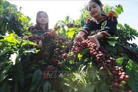 将邦美蜀打造成“世界咖啡圣地”