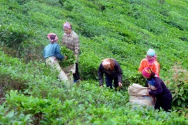 山罗省云湖县积极发展茶叶品牌和提高茶叶产品价值