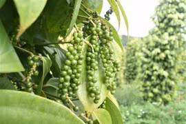 越南胡椒出口量同比增长30%