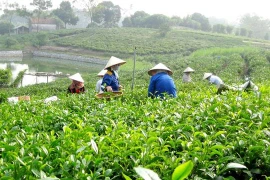 越南太原省保护和发展新疆特产茶叶种植区