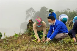 越南安沛省森林覆盖率维持在63%