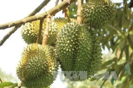 越南得乐省各榴莲种植区获得中国海关总署的好评