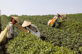 山罗省将高新技术应用于茶叶生产加工