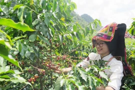 2022年山罗市咖啡节热闹非凡