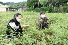 林冠下药用植物勾勒新的方向