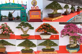 越南南部花卉盆景展暨盆景制作比赛在永隆省举行