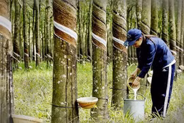 泰国成为世界第一大橡胶出口国