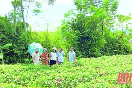 清化省大力开发各种农特产品 助力提高当地农民的收入水平