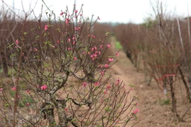 日新桃花与河内人过春节赏桃花乐趣 