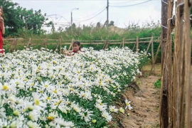 来岘港市色彩斑斓的花田感受春的气息