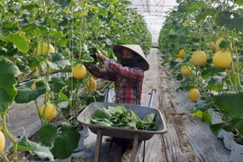 河内市农业合作社的有效发展方向